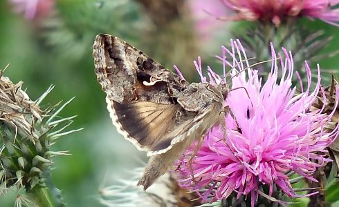 Autographa gamma