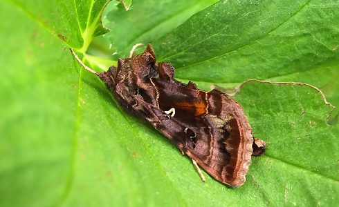 Autographa pulchrina