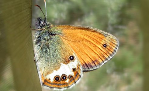 Coenonympha arcania