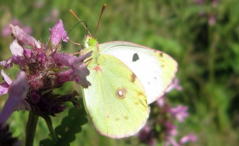 Colias alfacariensis