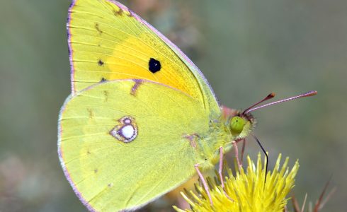 Colias crocea