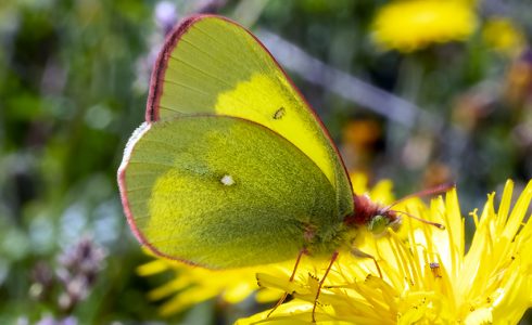 Colias palaeno