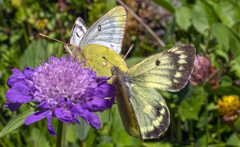 Colias phicomone