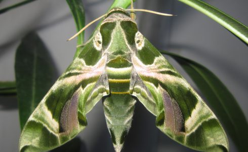 Daphnis nerii