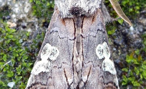 Diloba caeruleocephala