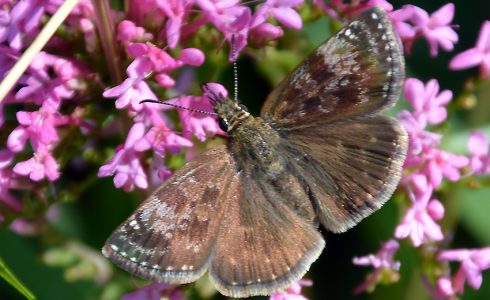 Erynnis tages