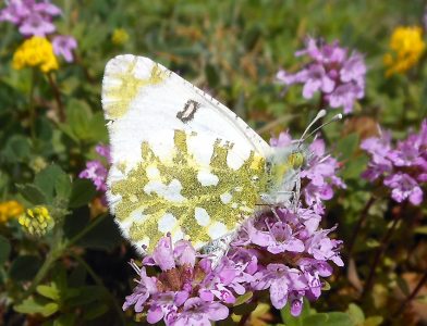 Euchloe-ausonia_LAZ-FR_MonteScalambra_4_VI_2016_fotoEnricoGallo_id1785