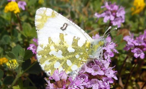 Euchloe ausonia