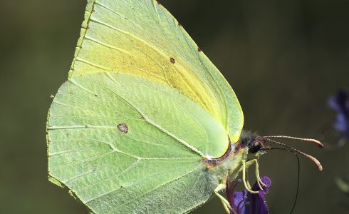 Gonepteryx cleopatra