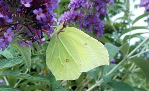 Gonepteryx rhamni