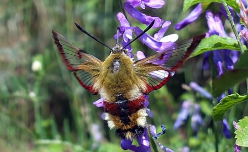 Hemaris fuciformis