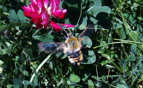 Hemaris tityus