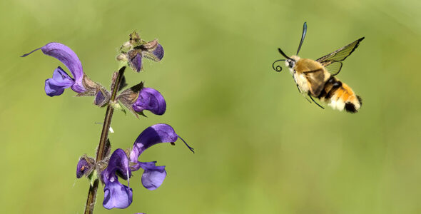 Hemaris tityus