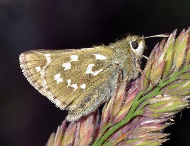 Hesperia-comma_VDA-AO_Rhemes_15_VIII_2012_fotoGianniTognon_id2498