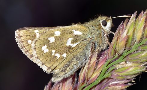 Hesperia comma