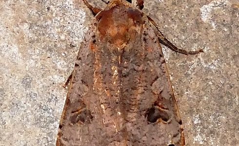 Noctua pronuba