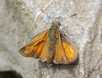 Ochlodes-sylvanus_LIG-IM_Perinaldo_29_VII_2020_fotoEnricoCarta_id0732