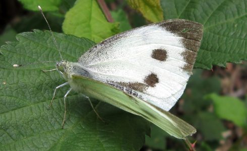 Pieris brassicae