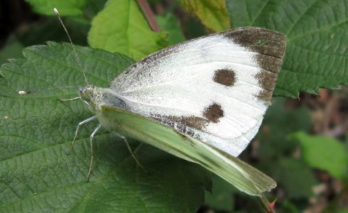 Pieris brassicae