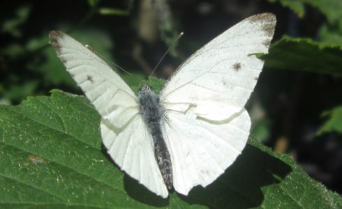 Pieris napi