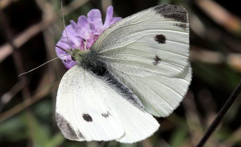 Pieris rapae