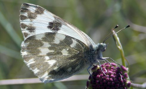 Pontia daplidice