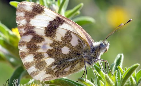 Pontia edusa