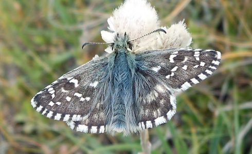 Pyrgus carlinae