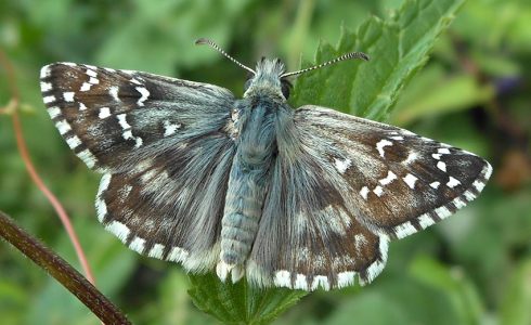 Pyrgus foulquieri