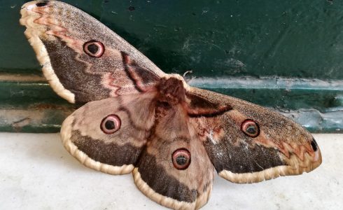 Saturnia pyri