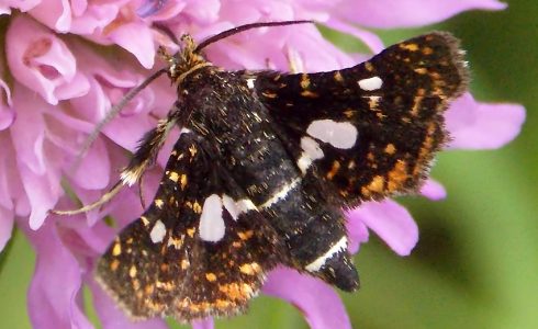 Thyris fenestrella