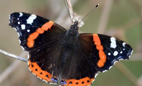 Vanessa atalanta