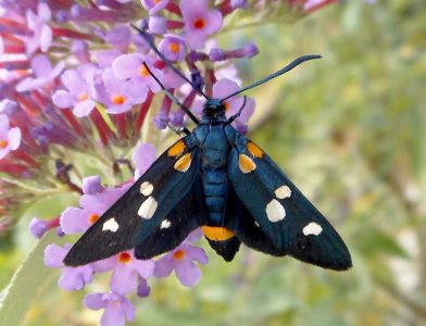 Zygaena-ephialtes_PIE-CN_Langhe-PezzoloValleUzzone-321m_28_VI_2017_fotoEnricoGallo_id28vi17b