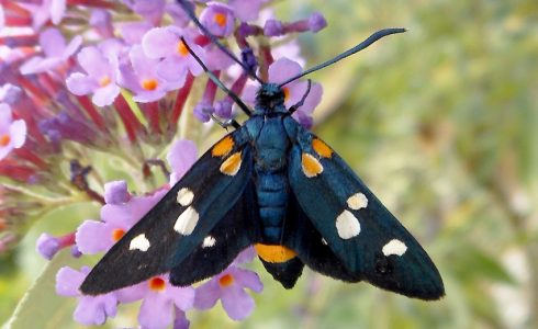 Zygaena ephialtes