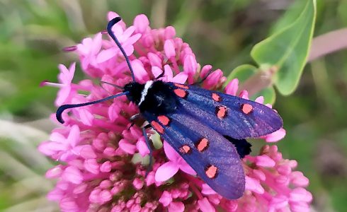 Zygaena lavandulae