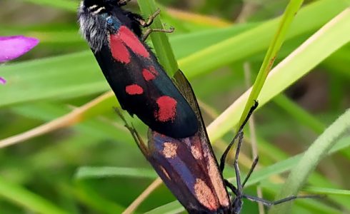 Zygaena loti