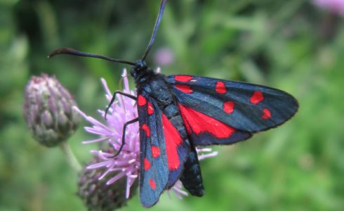 Zygaena transalpina