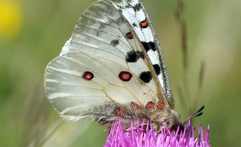 Parnassius phoebus