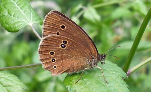 Aphantopus hyperantus