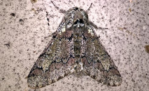 Biston strataria