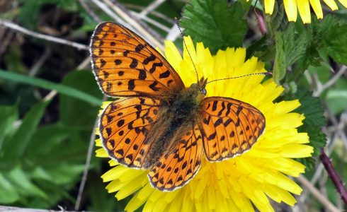 Boloria dia