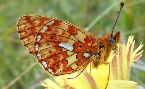 Boloria euphrosyne