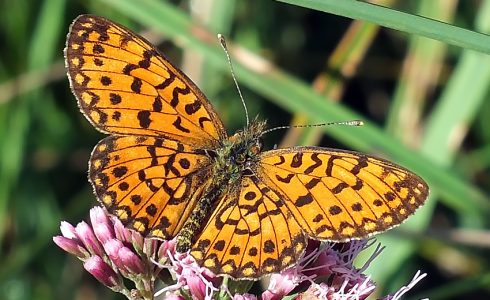 Boloria selene