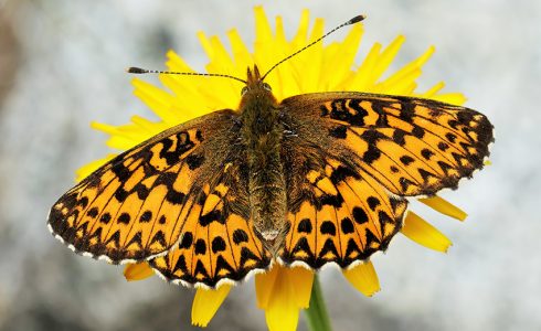 Boloria titania