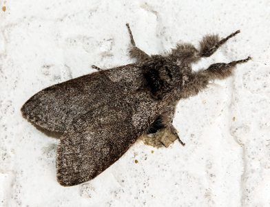 Calliteara-pudibunda_LIG-SV_CelleLigure-ViaBottaro-locTerenin-74m_18_V_2021_fotoMarioBogliolo_id161413