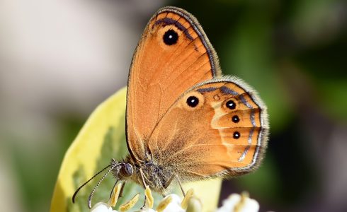 Coenonympha corinna