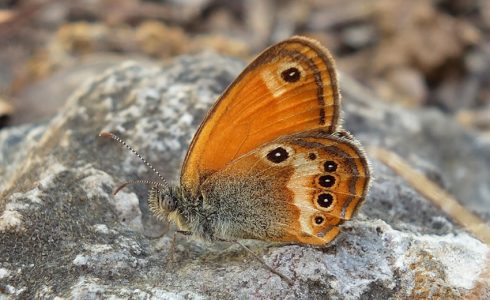 Coenonympha elbana