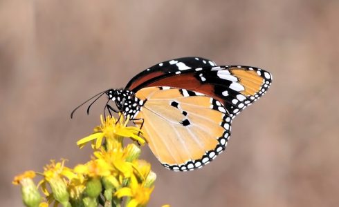 Danaus chrysippus