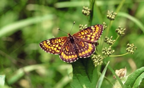 Euphydryas maturna