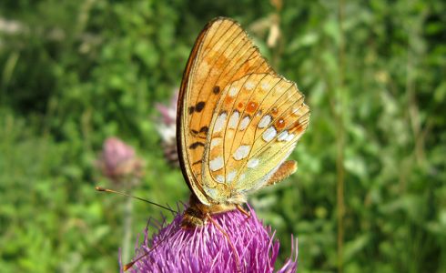 Fabriciana adippe